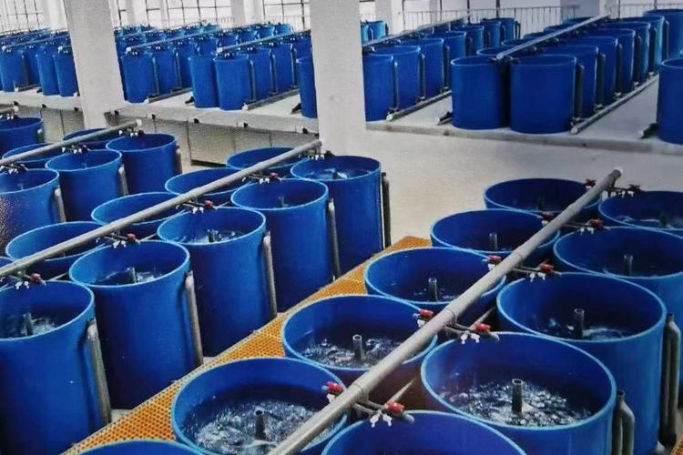 Recirculating aquaculture filtration system