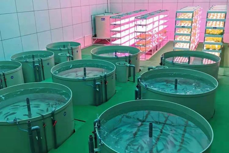 Recirculating aquaculture filtration system